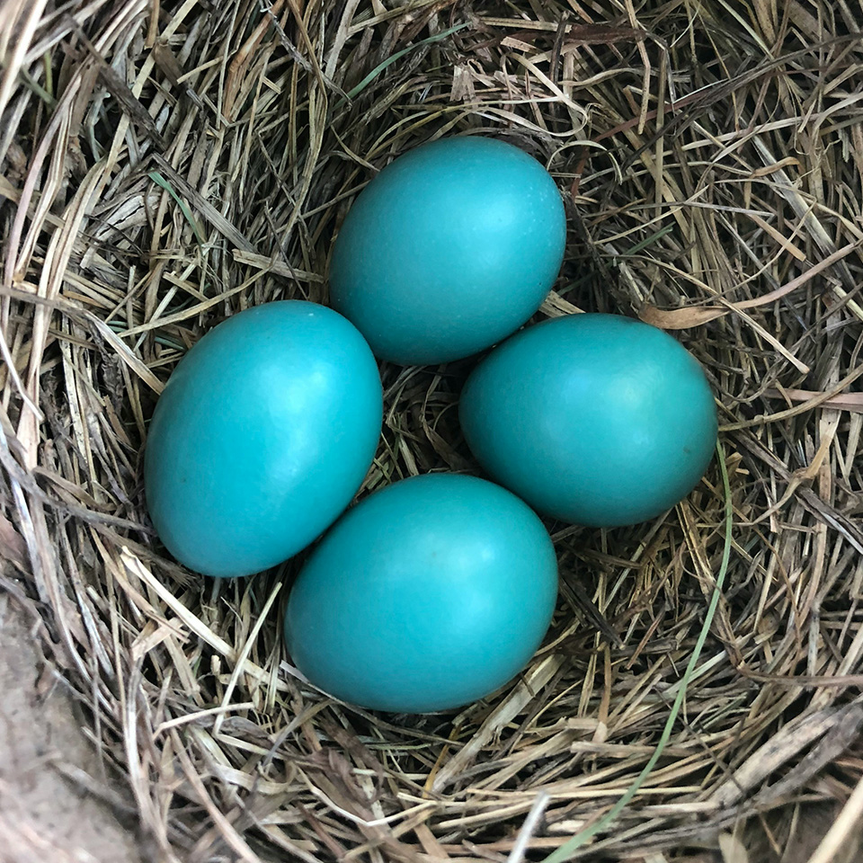 Four blue eggs in a nest, representing the beginning of a creative process for brand collaboration.